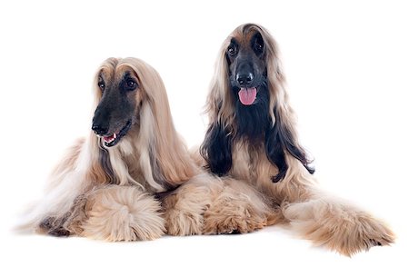 afghan hound in front of white background Photographie de stock - Aubaine LD & Abonnement, Code: 400-07123613