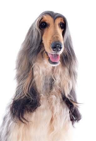 simsearch:400-07123630,k - afghan hound in front of white background Stockbilder - Microstock & Abonnement, Bildnummer: 400-07123629