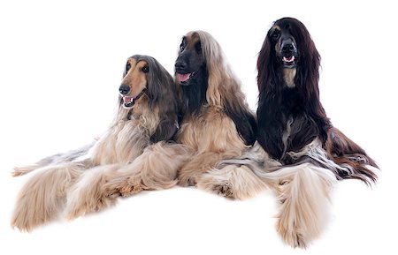 simsearch:400-07123630,k - afghan hound in front of white background Stockbilder - Microstock & Abonnement, Bildnummer: 400-07123640