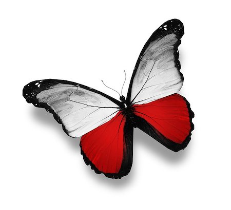 Polish flag butterfly, isolated on white Stock Photo - Budget Royalty-Free & Subscription, Code: 400-07123906