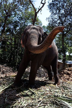 elephant asian kerala - Domestic Elephant in kerala state in india Photographie de stock - Aubaine LD & Abonnement, Code: 400-07123984