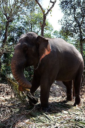 elephant asian kerala - Domestic Elephant in kerala state in india Stock Photo - Budget Royalty-Free & Subscription, Code: 400-07123985