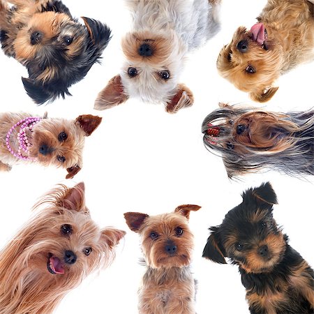 simsearch:400-04615455,k - portrait of a purebred yorkshire terriers in front of white background Foto de stock - Royalty-Free Super Valor e Assinatura, Número: 400-07137753