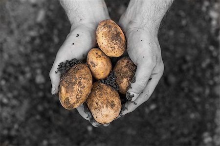 Hands presenting freshly dug potatoes in selective black and white Stock Photo - Budget Royalty-Free & Subscription, Code: 400-07139680