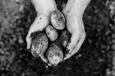 potatoes garden - Hands showing freshly dug potatoes in black and white Stock Photo - Budget Royalty-Free & Subscription, Code: 400-07139681