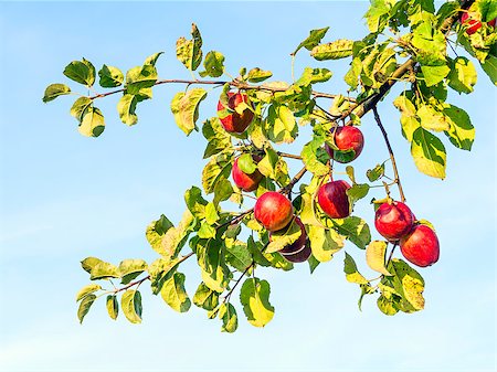 simsearch:400-07513164,k - Closeup of ripe and red apples on the branches of an apple tree Stockbilder - Microstock & Abonnement, Bildnummer: 400-07165264