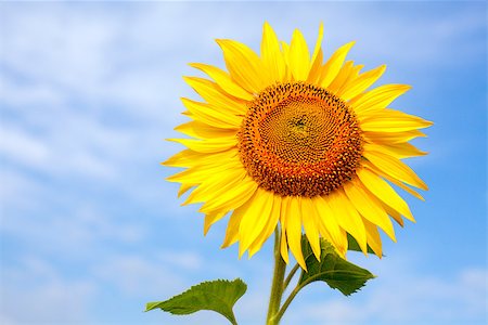simsearch:400-04714958,k - Sunflower on a background of blue sky. Foto de stock - Super Valor sin royalties y Suscripción, Código: 400-07165395