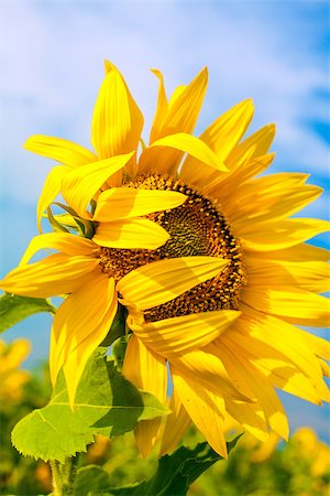 simsearch:400-04714958,k - Sunflower on a background of blue sky. Foto de stock - Super Valor sin royalties y Suscripción, Código: 400-07165396