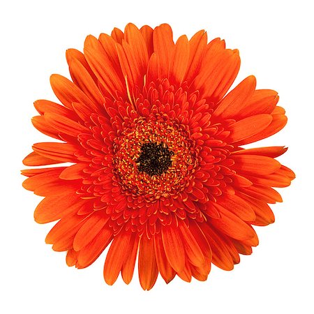 simsearch:400-07179442,k - Orange gerbera flower. Closeup, isolated on white Stock Photo - Budget Royalty-Free & Subscription, Code: 400-07165505