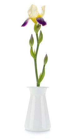simsearch:400-05883363,k - Flower in a vase. Isolated on white background Photographie de stock - Aubaine LD & Abonnement, Code: 400-07165536