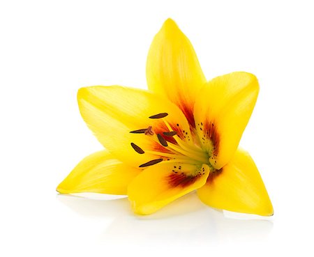 simsearch:400-07165540,k - Yellow lily. Isolated on white background Foto de stock - Super Valor sin royalties y Suscripción, Código: 400-07165547