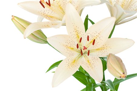 simsearch:400-07165540,k - White lily closeup. Isolated on white background Foto de stock - Super Valor sin royalties y Suscripción, Código: 400-07165543