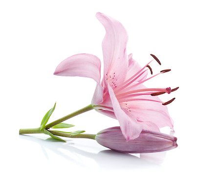 simsearch:400-07165540,k - Pink lily. Isolated on white background Foto de stock - Super Valor sin royalties y Suscripción, Código: 400-07165554
