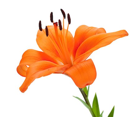 simsearch:400-07165540,k - Orange lily. Isolated on white background Foto de stock - Super Valor sin royalties y Suscripción, Código: 400-07165556