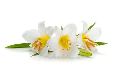 simsearch:400-07165540,k - Three white lily. Isolated on white background Foto de stock - Super Valor sin royalties y Suscripción, Código: 400-07165550