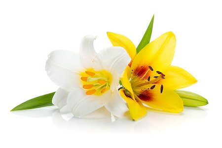 simsearch:400-07165540,k - White and yellow lily. Isolated on white background Foto de stock - Super Valor sin royalties y Suscripción, Código: 400-07165551