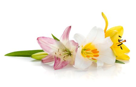 simsearch:400-07165540,k - Three colored lily. Isolated on white background Foto de stock - Super Valor sin royalties y Suscripción, Código: 400-07165552