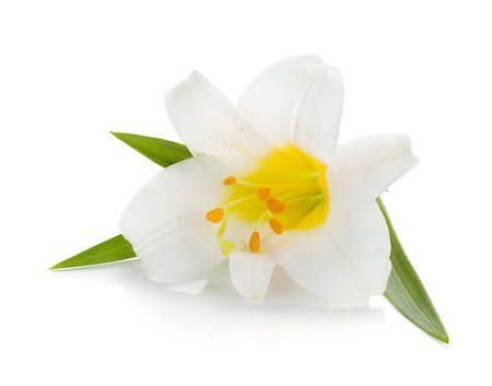 simsearch:400-07165540,k - White lily. Isolated on white background Foto de stock - Super Valor sin royalties y Suscripción, Código: 400-07165553