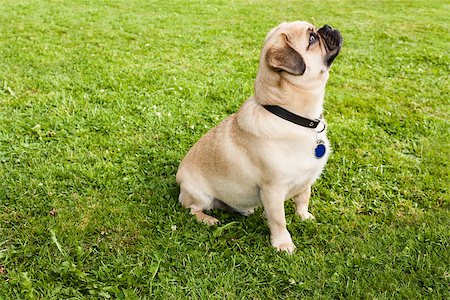 Dog Pug on green grass in a park Stockbilder - Microstock & Abonnement, Bildnummer: 400-07165673