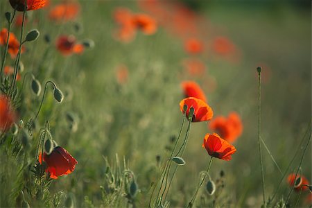 simsearch:689-03123695,k - Field of Corn Poppy Flowers Papaver rhoeas in Spring Foto de stock - Royalty-Free Super Valor e Assinatura, Número: 400-07165766