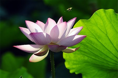 simsearch:400-04424294,k - Lotus flower and plant in a pond Stock Photo - Budget Royalty-Free & Subscription, Code: 400-07165814