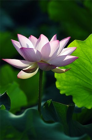 simsearch:400-04424294,k - Lotus flower and plant in a pond Stock Photo - Budget Royalty-Free & Subscription, Code: 400-07165815