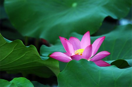 simsearch:400-04424294,k - Lotus flower and plant in a pond Stock Photo - Budget Royalty-Free & Subscription, Code: 400-07165816