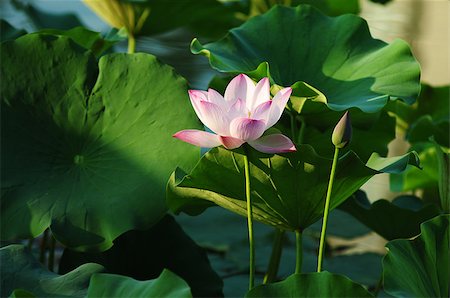 simsearch:400-04424294,k - Lotus flower and plant in a pond Stock Photo - Budget Royalty-Free & Subscription, Code: 400-07165817