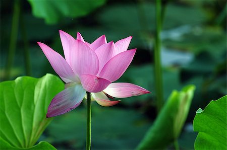 simsearch:400-04424294,k - Lotus flower and plant in a pond Stock Photo - Budget Royalty-Free & Subscription, Code: 400-07165818