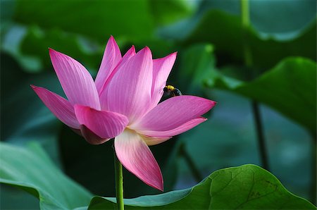 simsearch:400-04424294,k - Lotus flower and plant in a pond Stock Photo - Budget Royalty-Free & Subscription, Code: 400-07165819