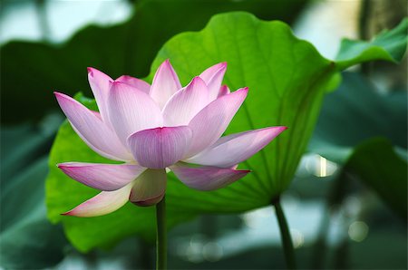 simsearch:400-04424294,k - Lotus flower and plant in a pond Stock Photo - Budget Royalty-Free & Subscription, Code: 400-07165813