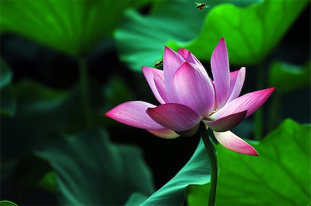 simsearch:400-04424294,k - Lotus flower and plant in a pond Stock Photo - Budget Royalty-Free & Subscription, Code: 400-07165821