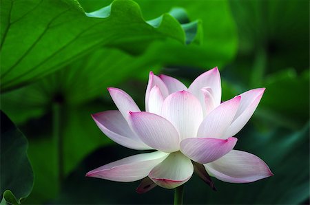 simsearch:400-04424294,k - Lotus flower and plant in a pond Stock Photo - Budget Royalty-Free & Subscription, Code: 400-07165822