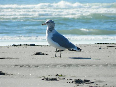 simsearch:400-04407061,k - Seagull strutting around in the sand at Long Beach, WA Photographie de stock - Aubaine LD & Abonnement, Code: 400-07165974