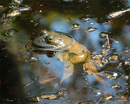 parc naturel national - Bull Frog Seen at a National Wildlife Refuge Photographie de stock - Aubaine LD & Abonnement, Code: 400-07165976