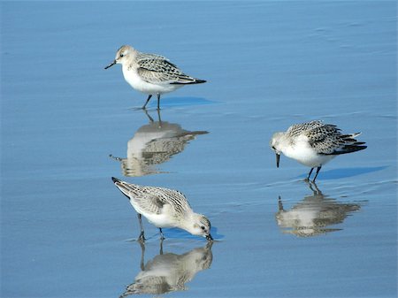 simsearch:400-04407061,k - Sandpipers searching for food at Long Beach, WA. Photographie de stock - Aubaine LD & Abonnement, Code: 400-07165973