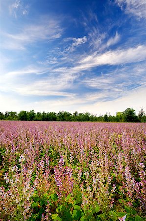 simsearch:400-06918860,k - meadow with blooming purple flowers in the colorful sky Stock Photo - Budget Royalty-Free & Subscription, Code: 400-07166054