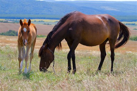 Horse and foal grazing in a meadow Stock Photo - Budget Royalty-Free & Subscription, Code: 400-07166062