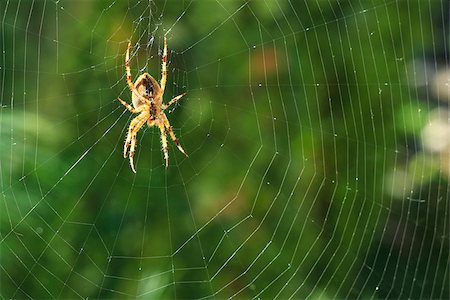 silk thread texture - spider on a web spider sunlit Stock Photo - Budget Royalty-Free & Subscription, Code: 400-07166071