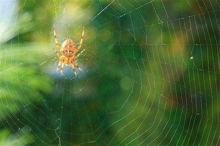 simsearch:400-07570299,k - spider on a web spider sunlit Stock Photo - Budget Royalty-Free & Subscription, Code: 400-07166072
