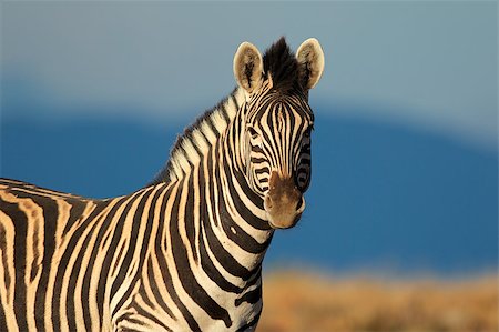 simsearch:400-04348140,k - Portrait of a Plains (Burchells) Zebra (Equus quagga burchelli), South Africa Foto de stock - Royalty-Free Super Valor e Assinatura, Número: 400-07166116