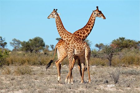 simsearch:873-07156641,k - Two giraffe bulls (Giraffa camelopardalis), South Africa Photographie de stock - Aubaine LD & Abonnement, Code: 400-07166112