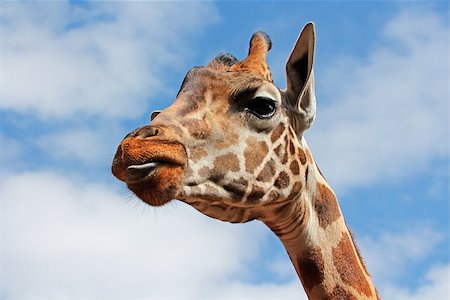 Portrait of a giraffe (Giraffa camelopardalis) against a blue sky with clouds Foto de stock - Super Valor sin royalties y Suscripción, Código: 400-07166113