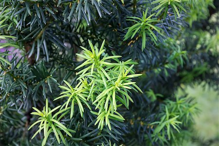 softwood - Yew tree (Taxus cuspidata). Young growing branch of Japanese yew. Stock Photo - Budget Royalty-Free & Subscription, Code: 400-07166316