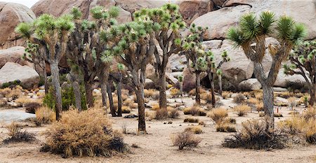 Joshua Tree National Park, USA. Detail of this amazing and unique place Foto de stock - Super Valor sin royalties y Suscripción, Código: 400-07166319