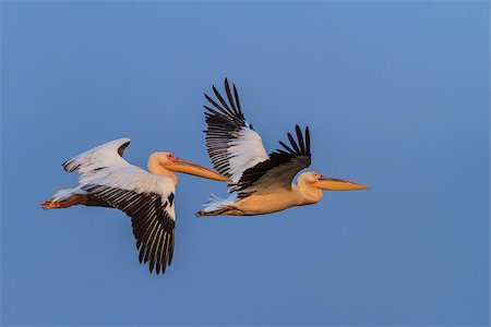 simsearch:400-07253088,k - white pelicans (pelecanus onocrotalus) in flight in Danube Delta, Romania Photographie de stock - Aubaine LD & Abonnement, Code: 400-07166427