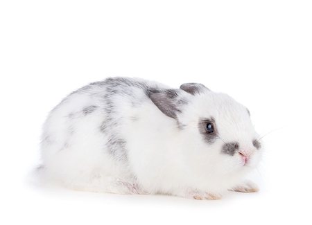 simsearch:400-06797181,k - Small rabbit. Isolated on white background Stock Photo - Budget Royalty-Free & Subscription, Code: 400-07166562