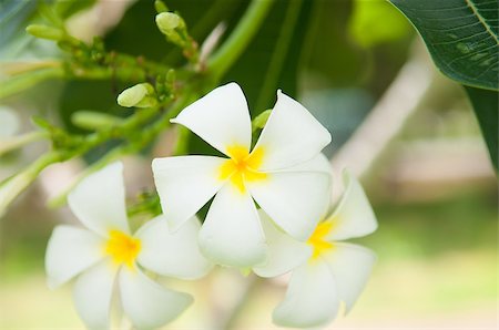 simsearch:400-05282502,k - Frangipani flowers Photographie de stock - Aubaine LD & Abonnement, Code: 400-07166926