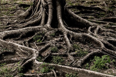Closed up big tree roots show nature concept Stock Photo - Budget Royalty-Free & Subscription, Code: 400-07166927