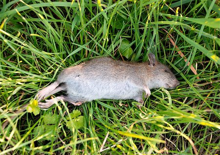 roadkill - Closeup of a dead rat with a broken leg, lying in long grass Stock Photo - Budget Royalty-Free & Subscription, Code: 400-07166992